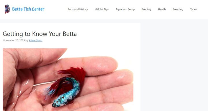 betta fish center blog homepage