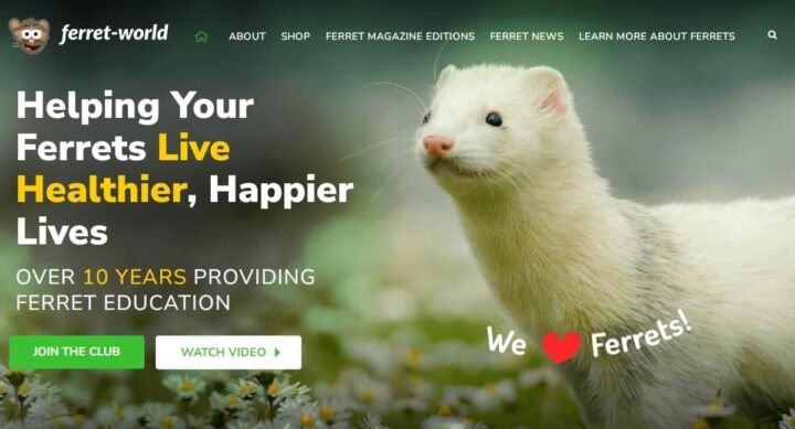 ferret-world pet blog home page