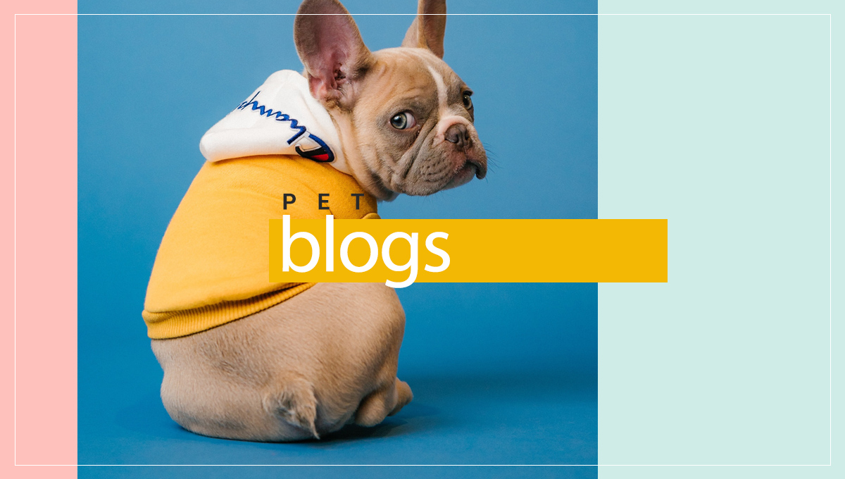 38 Useful Pet Blogs For Pet Owners - Blog On Your Own