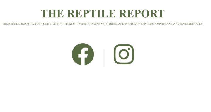 the reptile report homepage