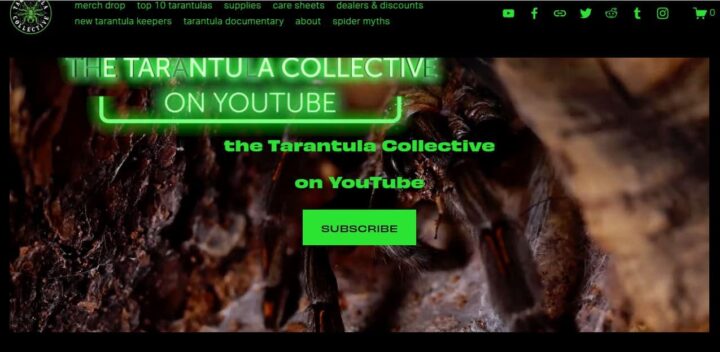 the tarantula collective home page