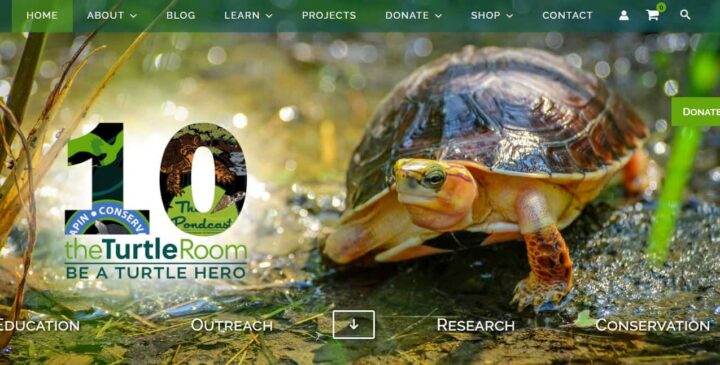 the turtle room pet blog home